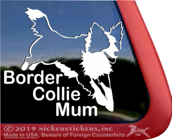 border collie mum